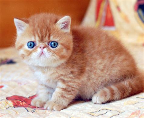 1 to 1 of 1 filtered cat listings. . Exotic shorthair cat for sale los angeles